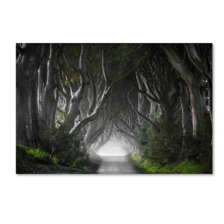 Trademark Fine Art Nicola Molteni 'Dark Hedges' Canvas Art, 12x19 1X00596-C1219GG